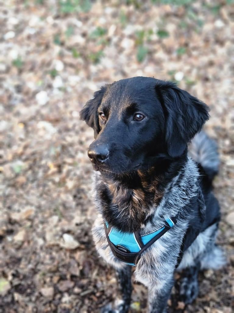 Friese stabij pup, Dieren en Toebehoren, 15 weken tot 1 jaar, Reu, Eén hond, Middel