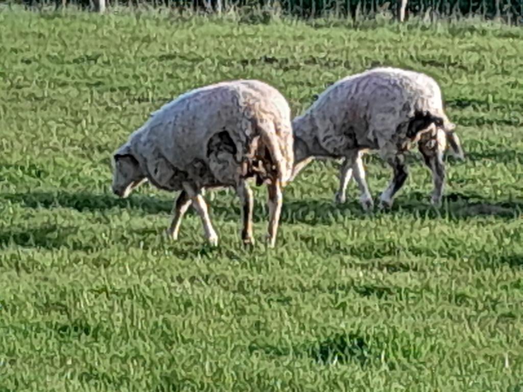 12 ooien, Dieren en Toebehoren, Schapen, Geiten en Varkens, Vrouwelijk, Schaap