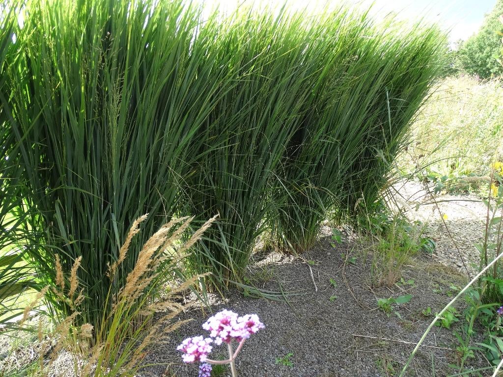 Heel veel vasteplanten, siergrassen en agapanthus te koop, Ophalen