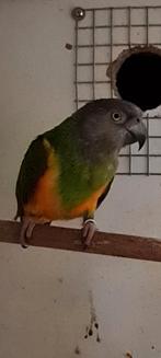 Bonte boer man . Kan mee naar Hardenberg, Dieren en Toebehoren, Mannelijk, Papegaai