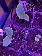 Moestuin plantjes 2026, Ophalen, Eenjarig, Groenteplanten, Volle zon