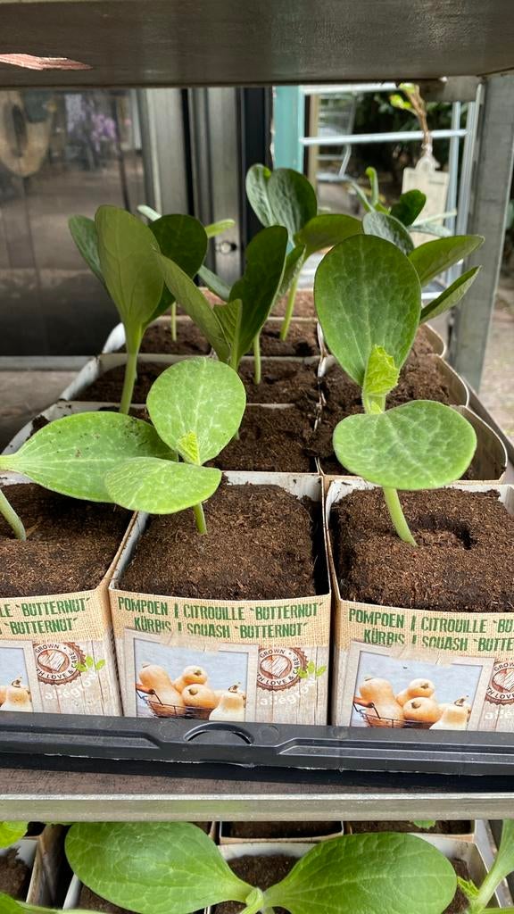 Groenteplanten en kruiden bij Betty's Greenhouse, Ophalen, Groenteplanten