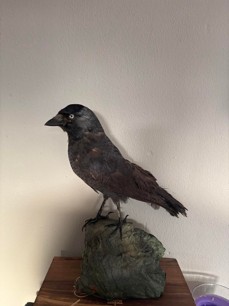 Opgezette kauw, Ophalen, Gebruikt, Vogel, Opgezet dier