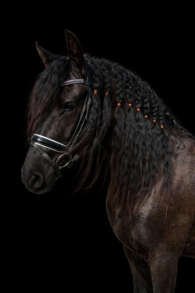 Super knappe friese merrie!, Dieren en Toebehoren, Paarden, Merrie, Zadelmak, 160 tot 165 cm, 3 tot 6 jaar, Dressuurpaard, Met stamboom