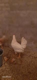 Jonge legkippen tegen de leg, Vrouwelijk, Kip