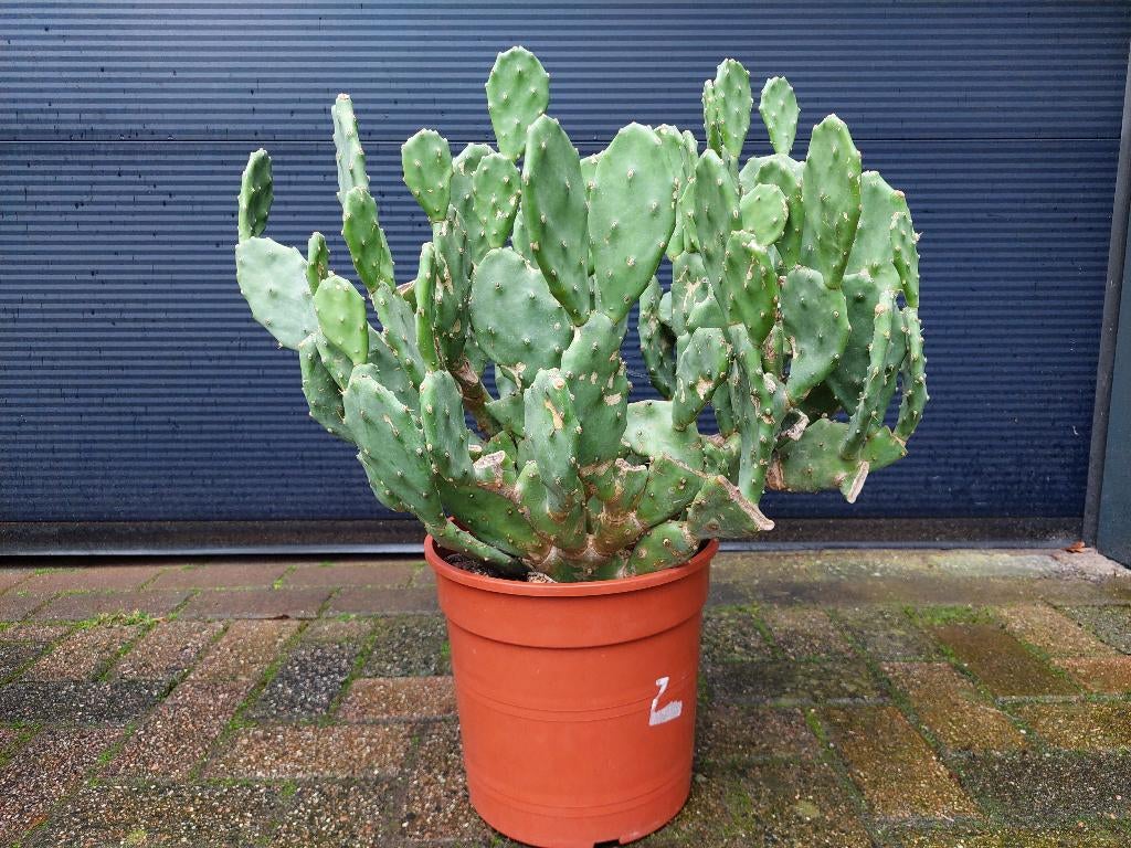 XL Opuntia Vulgaris - Vijgencactus / Schijfcactus H: 65 cm., Volle zon, Vaste plant, Zomer, Ophalen