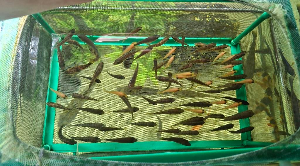 Malawi cichliden, Dieren en Toebehoren, Vissen | Aquariumvissen, Vis