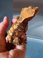 Wimpergekko man, Dieren en Toebehoren, Reptielen en Amfibieën, Hagedis, Tam, 0 tot 2 jaar