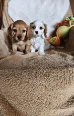 Cavapoo pups maltipoo boomer, 8 tot 15 weken, Meerdere, Nederland, Fokker | Hobbymatig