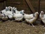 Luxe Legkippen:Sussex-Amrock-Barnevelder-Leghorn-Australorp., Vrouwelijk, Kip