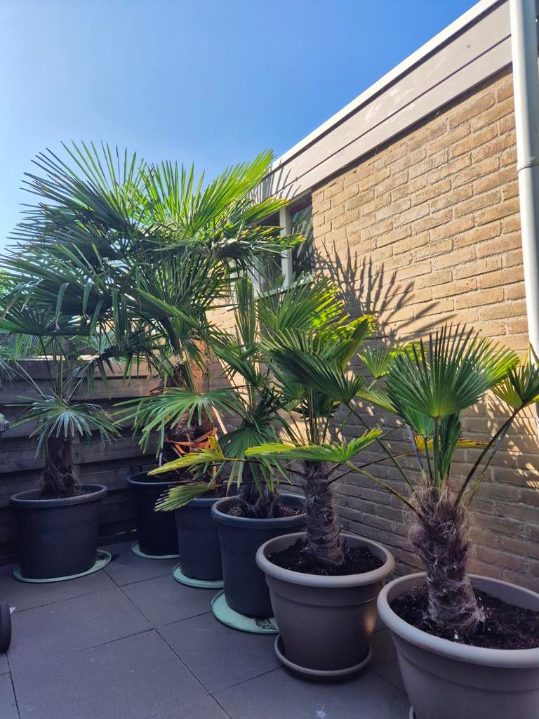Palmbomen, Tuin en Terras, Planten | Bomen, 100 tot 250 cm, Zomer, Palmboom, Ophalen