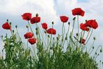 Bio zaden Gewone klaproos - Papaver rhoeas | Inheems, Verzenden, Voorjaar, Volle zon, Zaad