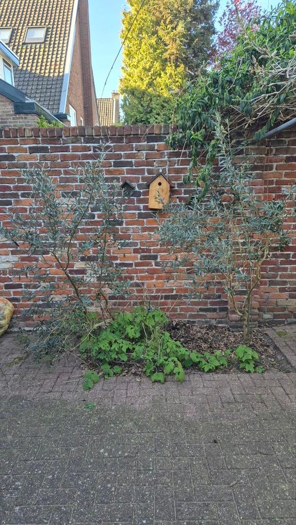 2 Volwassen Olijfbomen, Volle zon, Ophalen of Verzenden, Lente, 100 tot 250 cm