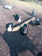 4 woerden muskus eenden bieden of ruilen tegen loopeenden, Dieren en Toebehoren