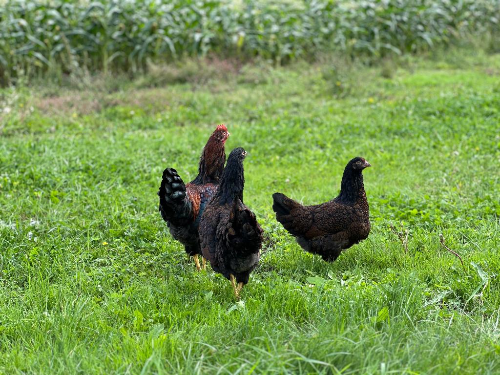 Jonge Barnevelder kippen bruin gezoomd gesekst en ingeënt, Dieren en Toebehoren, Pluimvee, Vrouwelijk, Kip
