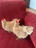 2 kippen, ook per stuk, Ophalen of Verzenden