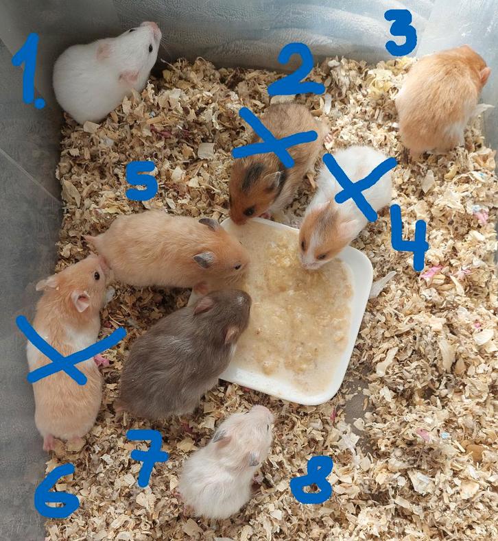 Nestje Syrische-goudhamsters, Dieren en Toebehoren, Knaagdieren, Meerdere dieren, Hamster, Maart, Tam