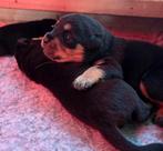 Rottweiler pups (nog 2 reutjes), Dieren en Toebehoren, 8 tot 15 weken, Parvo, Meerdere, Meerdere dieren