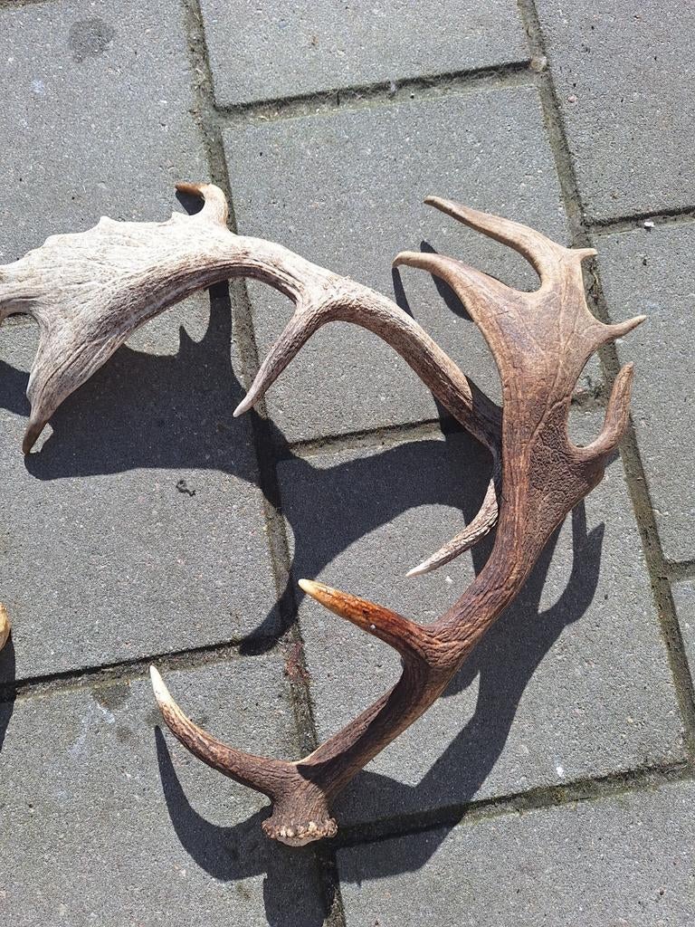 3 hertengeweien voor de hond zelf dus in stukken zagen, Ophalen, Hond