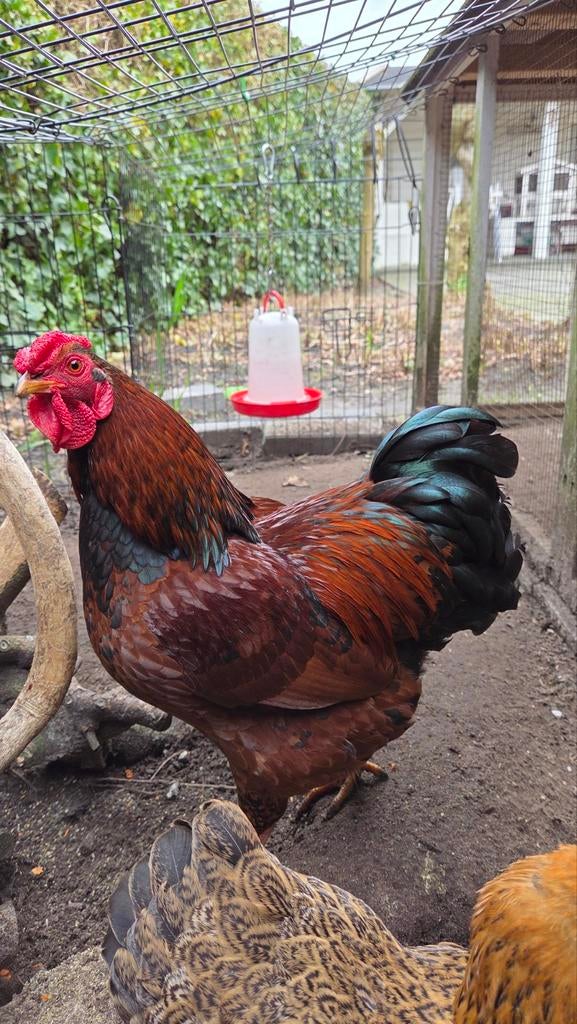 Barnevelder kriel haan - 2 beschikbaar, Dieren en Toebehoren, Pluimvee, Mannelijk, Kip
