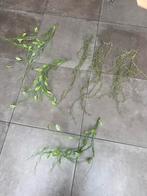 6 X VERSCHILLENDE KUNST HANGPLANTEN LANGE HANG PLANTEN, Ophalen of Verzenden, Zo goed als nieuw, Binnen