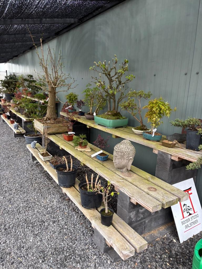 bonsai, Tuin en Terras, Planten | Bomen, Overige soorten, Minder dan 100 cm, Halfschaduw, Bloeit niet, Ophalen