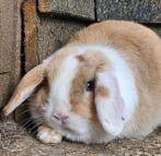 3 Mini lop konijntjes, Meerdere dieren, Dwerg, Hangoor, 0 tot 2 jaar