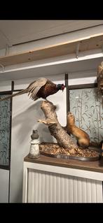 Opgezette fazant met bunzing, Ophalen of Verzenden, Zo goed als nieuw, Vogel, Opgezet dier