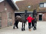Te koop span brave betuigde en gereden Arabo Friezen, Merrie, Met stamboom, M, 11 jaar of ouder