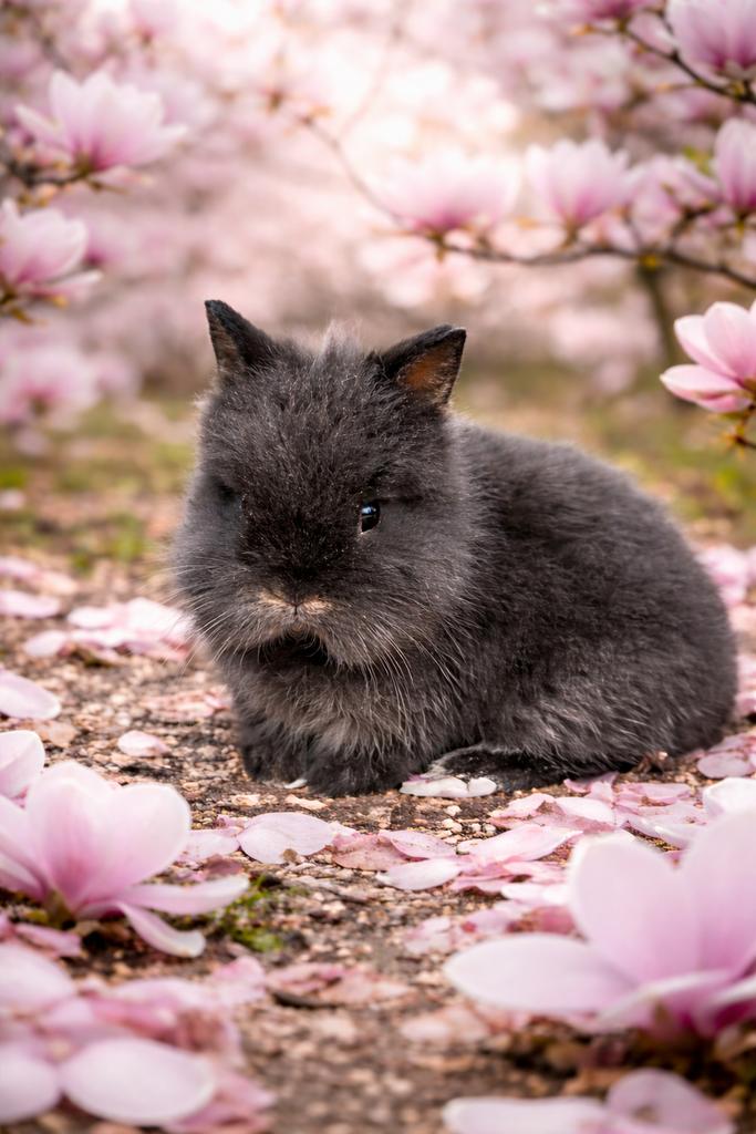 Leeuwenkop konijn handtam, Dieren en Toebehoren, Konijnen, Meerdere dieren, Dwerg