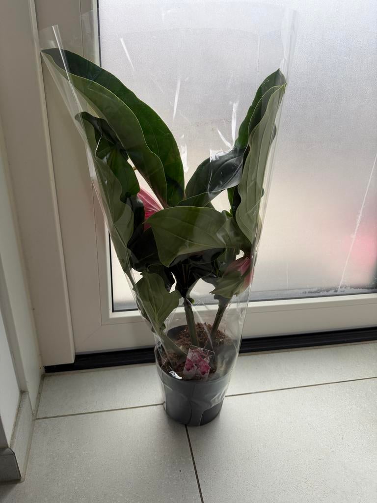 Medinilla plant, Overige soorten, In pot, Minder dan 100 cm, Bloeiende kamerplant