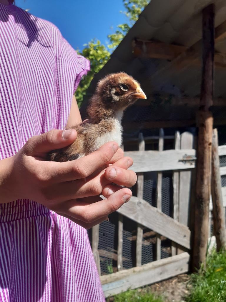 Barnevelder kuikens (goud dubbelgezoomd), Meerdere dieren, Kip
