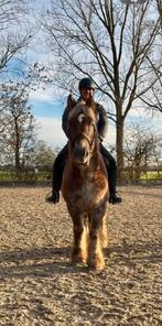 Mooi Nederlands trekpaard (ook aangespannen ), Ruin, 170 tot 175 cm, 7 tot 10 jaar, Recreatiepaard