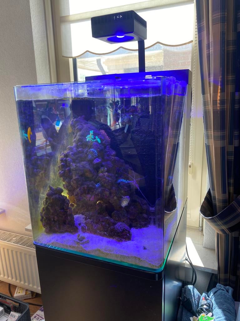 Blue marine reef 60, Dieren en Toebehoren, Ophalen, Gebruikt, Gevuld zoetwateraquarium, Inclusief vissen