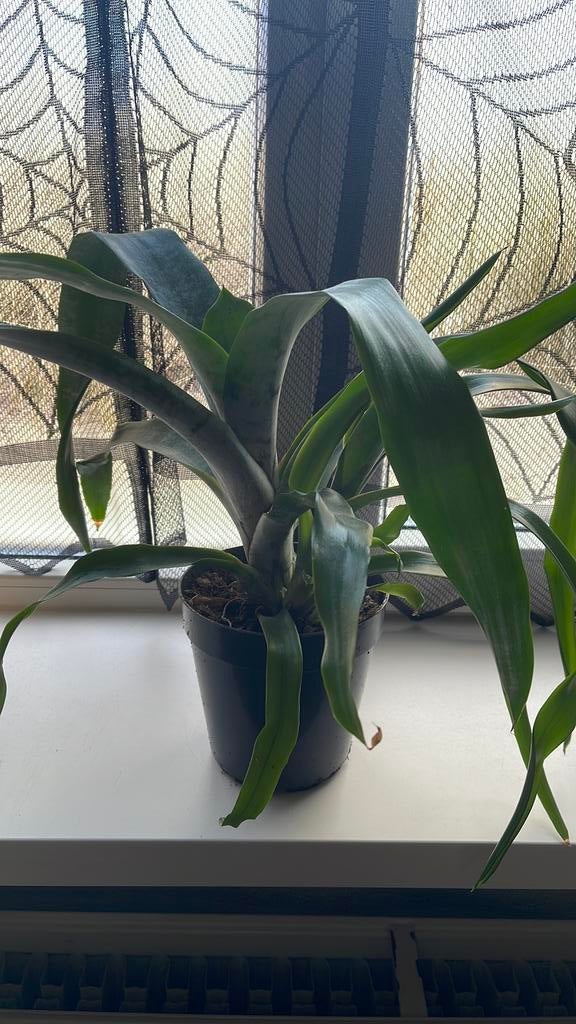 Bromelia kamerplant, Huis en Inrichting, Kamerplanten, Ophalen, Halfschaduw, Minder dan 100 cm