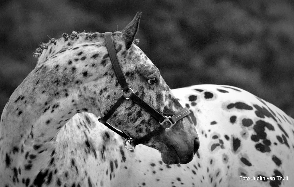 Prachtige appaloosa e-pony  / epony / e pony, Z, Ruin, 7 tot 10 jaar, Gechipt