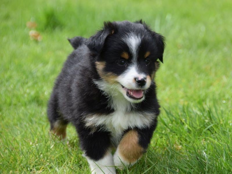 Hele knappe mini shepherd pups, Dieren en Toebehoren, Honden | Niet-rashonden, Parvo, 8 tot 15 weken, Meerdere, Meerdere dieren