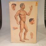 Acupuncture kaart, Ophalen of Verzenden