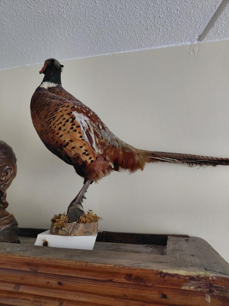 Opgezette fazant, Verzamelen, Ophalen, Zo goed als nieuw, Opgezet dier