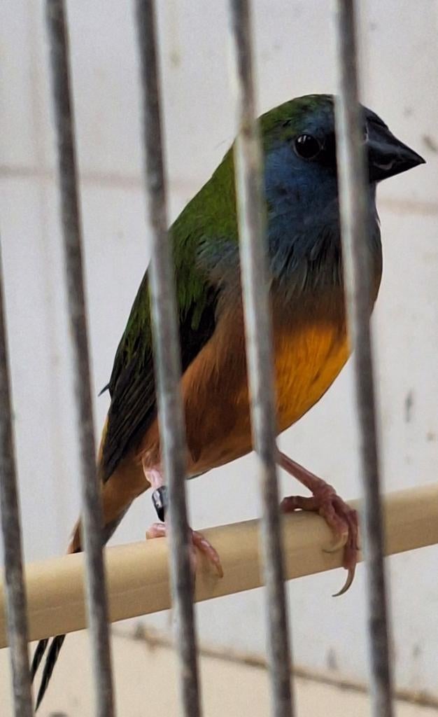 Indische nonpareil geelbuik, Mannelijk, Tropenvogel, Geringd