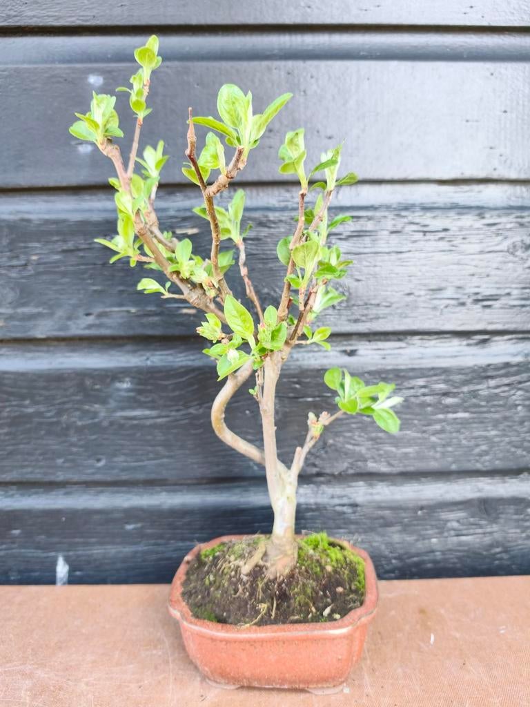 Malus Sierappel Bonsai, Bloeit niet, Halfschaduw, Minder dan 100 cm, Overige soorten