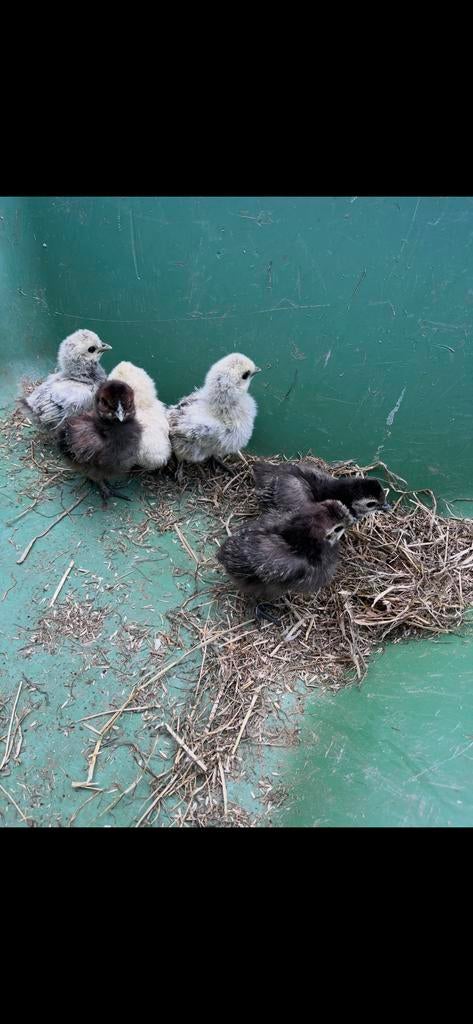 Kuikens, Dieren en Toebehoren, Pluimvee, Kip, Geslacht onbekend