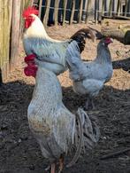 Kippen en hanen nog jong araucana/kleurlegger, Dieren en Toebehoren, Meerdere dieren, Kip