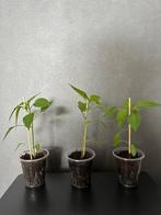 Spaanse peperplantjes - Kweek je eigen pittige pepers!, Ophalen, Volle zon, Groenteplanten, Eenjarig