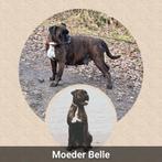 Schitterende Boxer pups geboren! 💙❤️💚🤍🩷💛💜🧡🩶, Dieren en Toebehoren, Honden | Chihuahua's en Gezelschapshonden, Parvo, Overige rassen