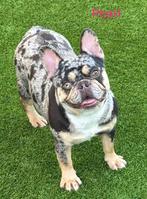 Prachtig blue Merle Tan 2 j Franse bulldog teefje, Dieren en Toebehoren, Honden | Bulldogs, Pinschers en Molossers, België, Fokker | Hobbymatig