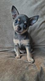 Prachtige en raszuivere chihuahua pup te koop, Reu, 8 tot 15 weken, Parvo, Eén hond