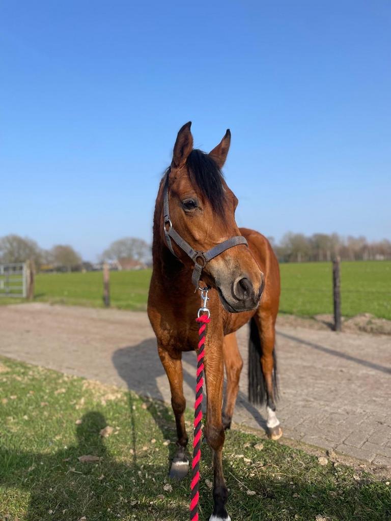 Practige kinderpony van Koetsiershoeve in prijs verlaagd !, Dieren en Toebehoren, Pony's, Merrie, Springpony
