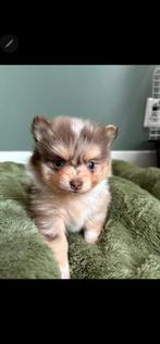 Pomchi reutjes choco merle, Parvo, Reu, 8 tot 15 weken, Meerdere