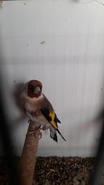 Bloemputter pop, Dieren en Toebehoren, Vogels | Overige Vogels, Vrouwelijk